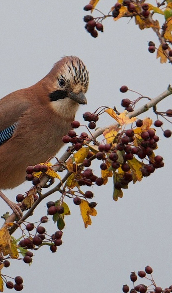 Красивая коричневая птица на ветке с ягодами