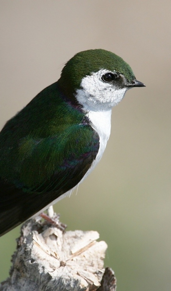 Красивая темно зеленая птица