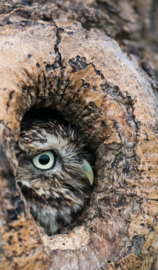 Красивая сова в дупле дерева