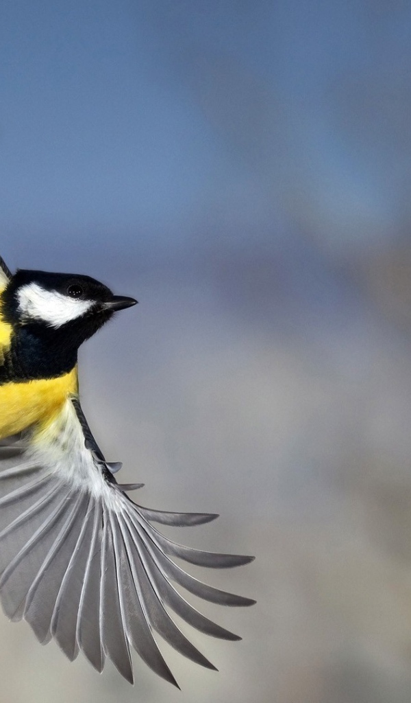 Красивое фото синицы