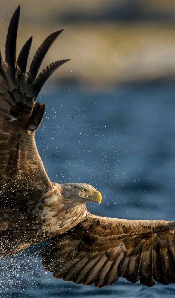 Птица Орлан-белохвост