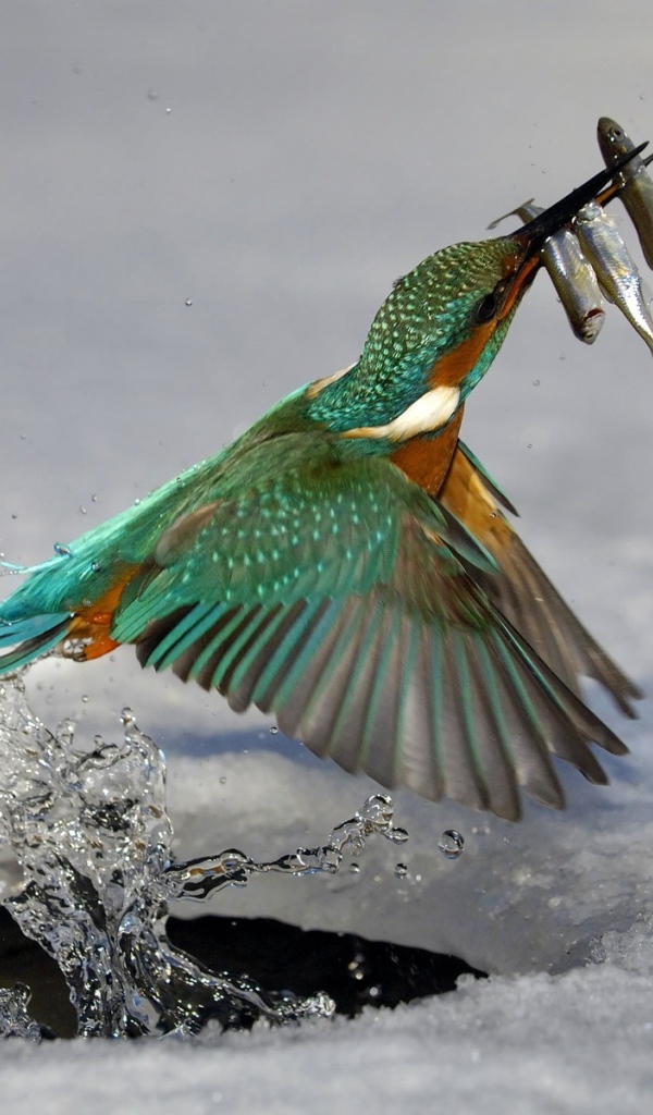 Птица поймала рыбу в проруби