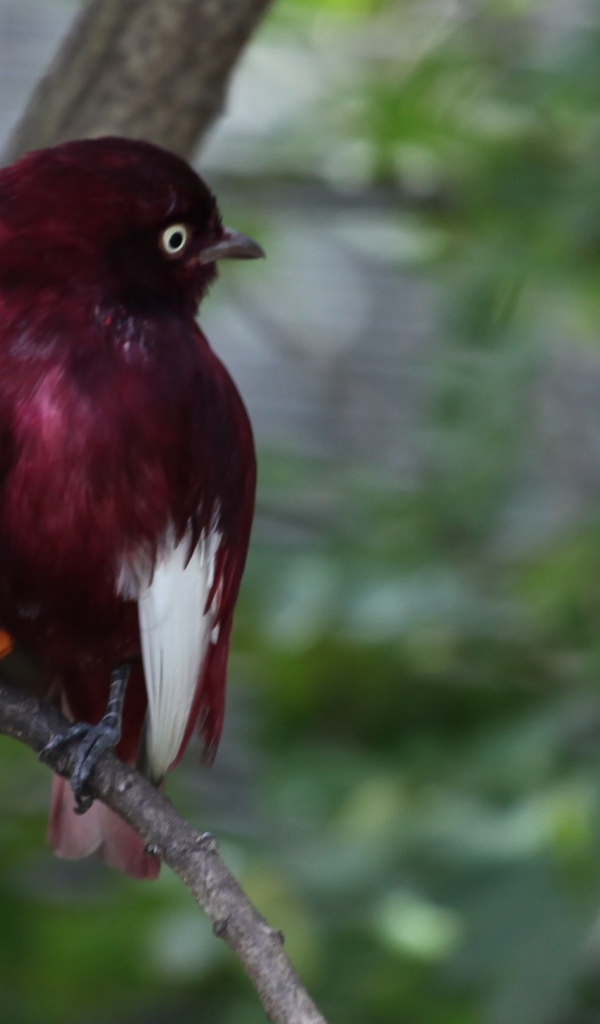 Птица темно коричневого цвета