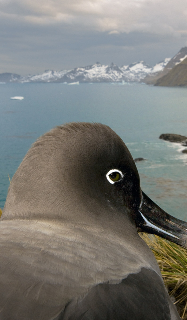 Птица в гнезде 2