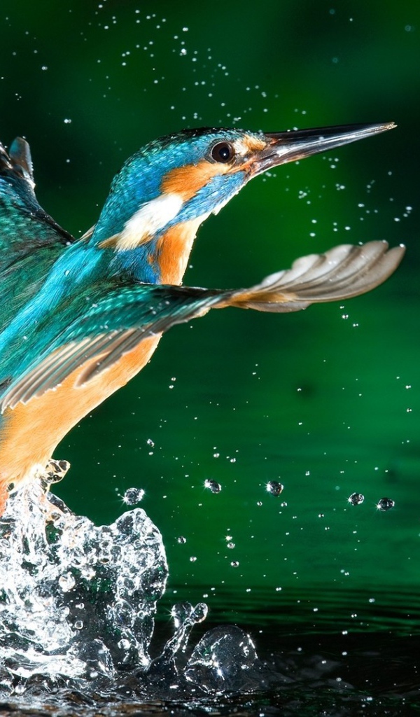 Птица подняла волну брызг