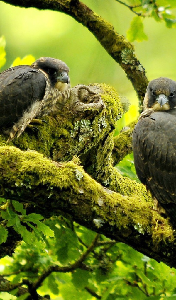 Хищная птица сапсан