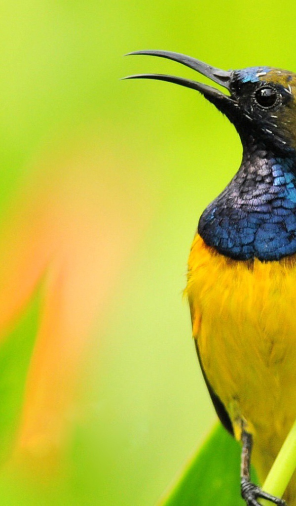 Птичка нектарница на фоне зелени