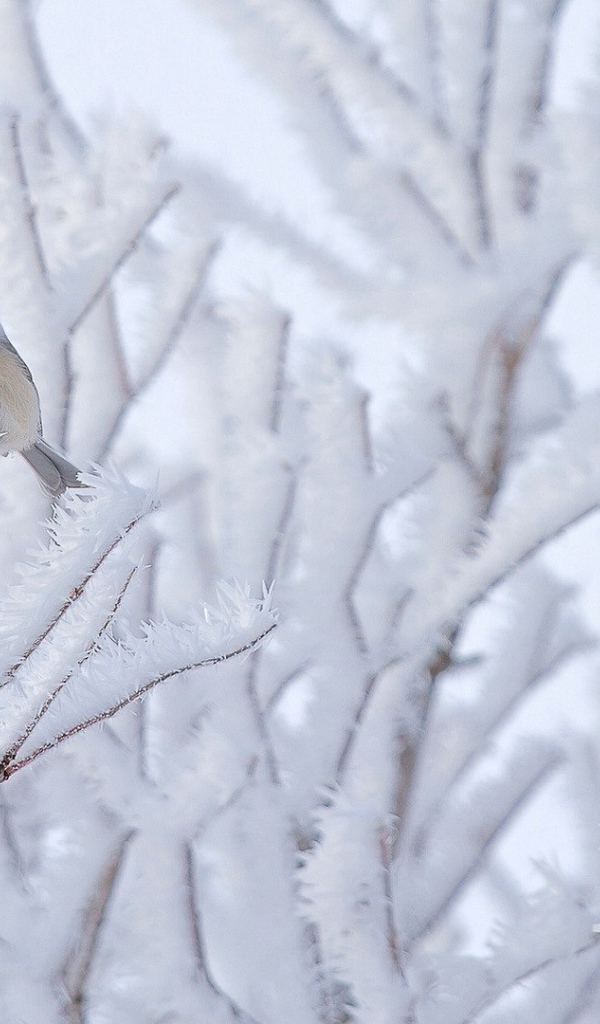 Птичка на покрытой инеем ветке