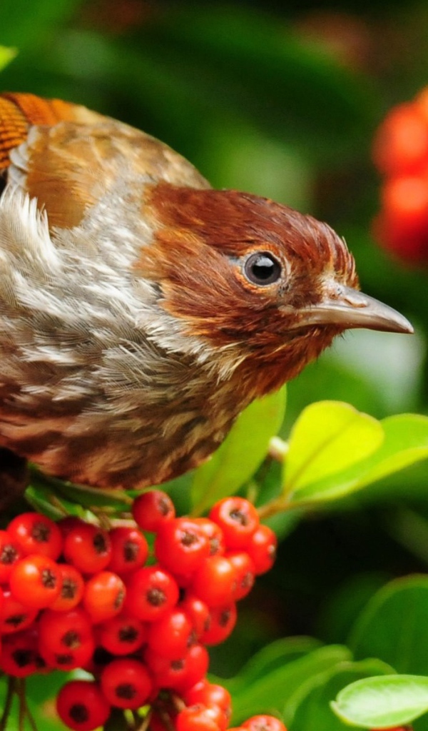 Птица лакомится красными ягодами на ветке