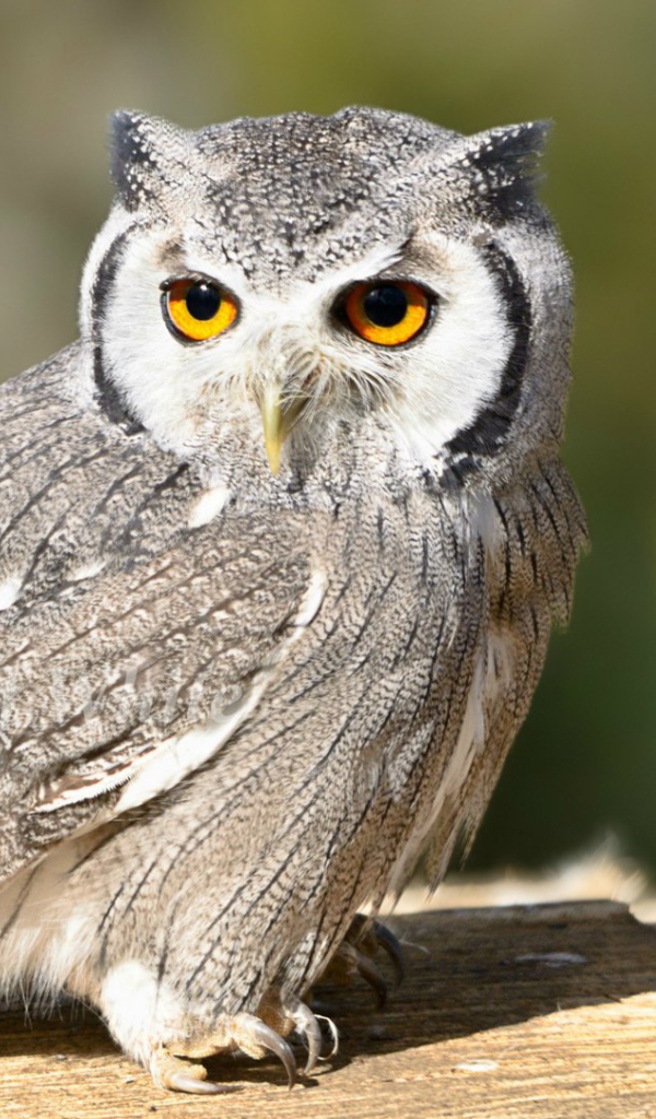 Птица белолицая сова