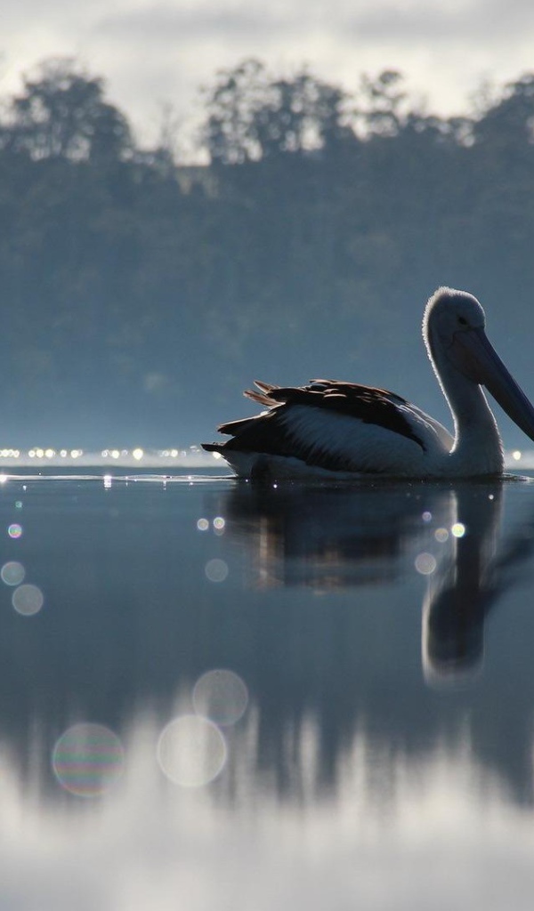 Птица с большим клювом на озере