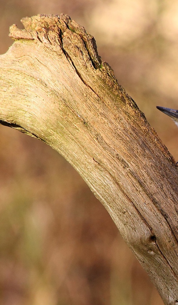 Птица с красными перьями на сухой коряге