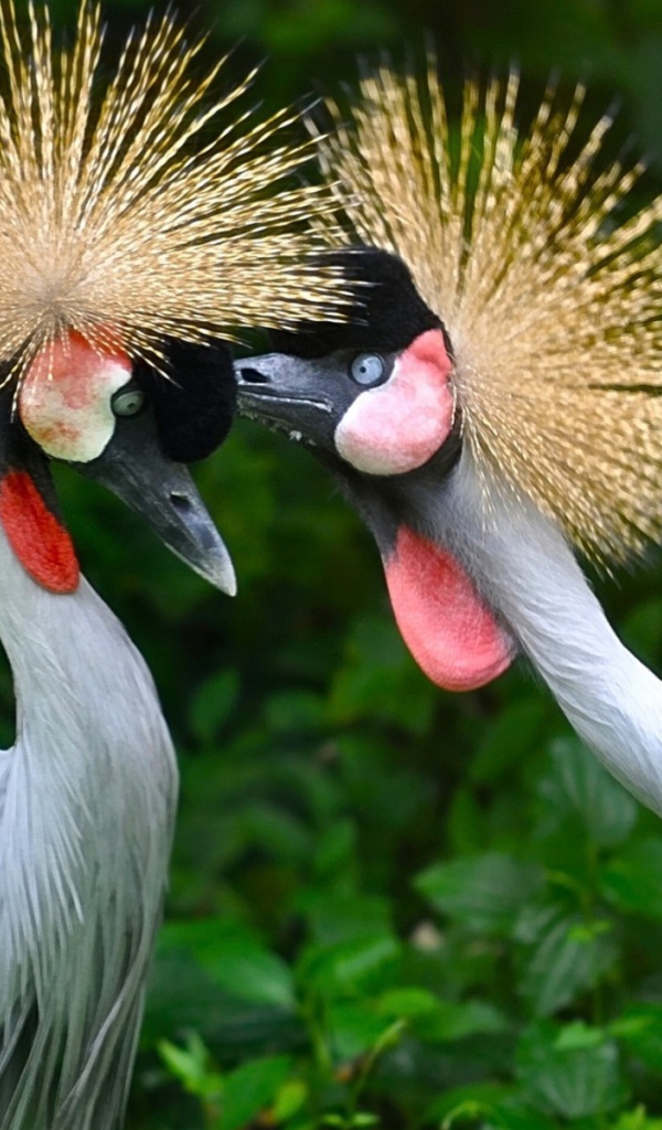 Птицы семейства журавлиных