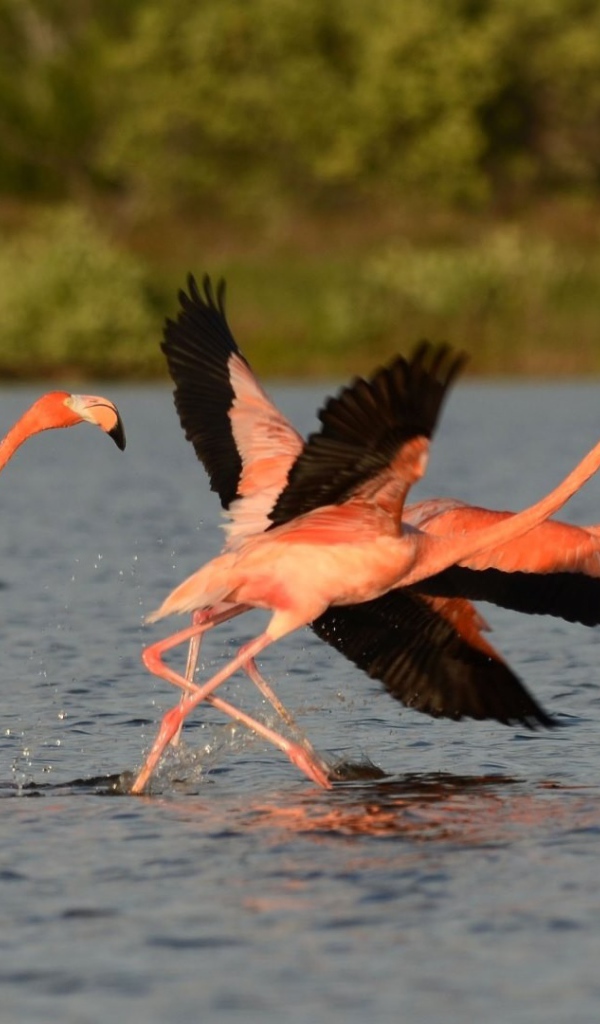 Птицы фламинго с черными крыльями