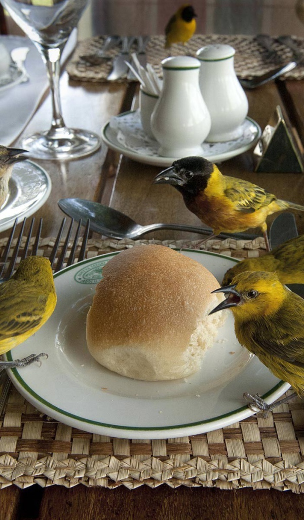 Птицы клюют хлеб на столе