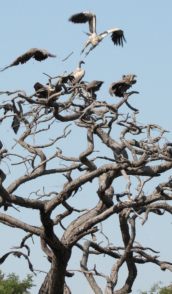 Птицы падальщики на ветвях сухого дерева
