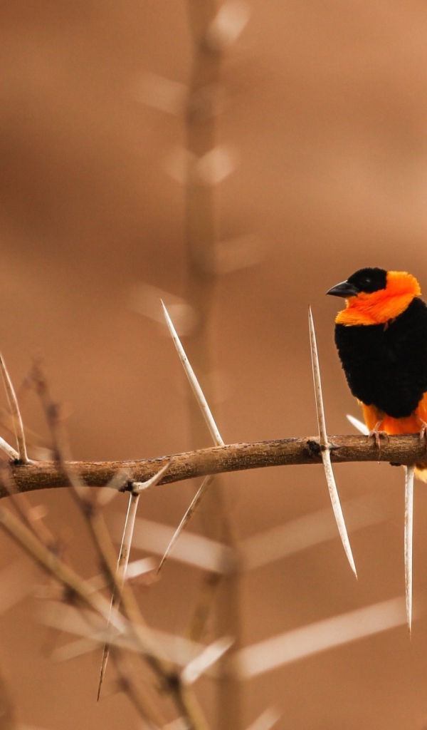 Черно оранжевая птица на колючей ветке