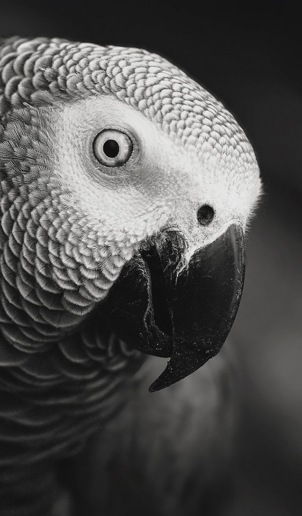 Черно белое фото попугая