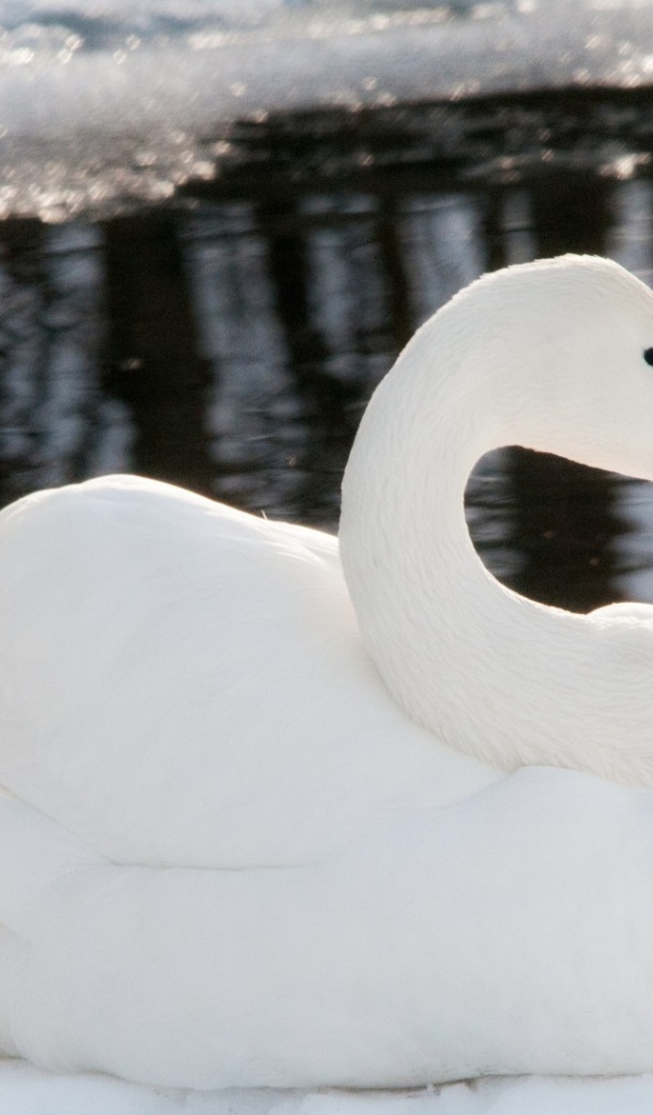 Черноклювый лебедь у воды
