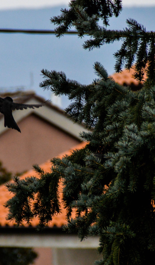 Черная птица в полете