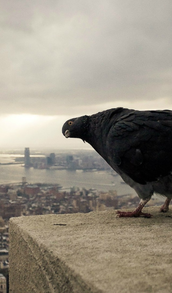 Черный голубь на фоне города