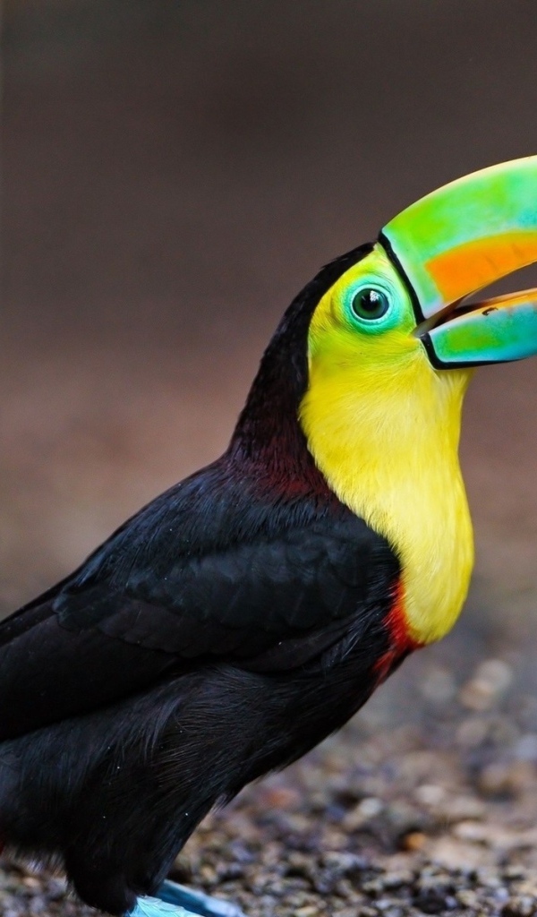 Черный тукан на земле