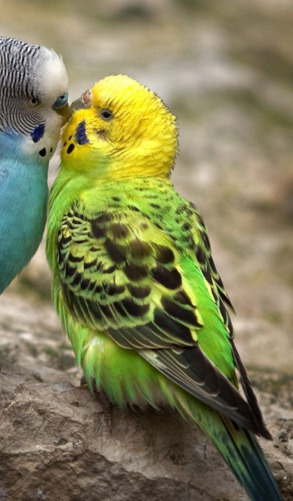 Голубой и зеленый попугаи