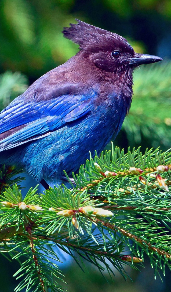 Синяя птица на хвойной ветке