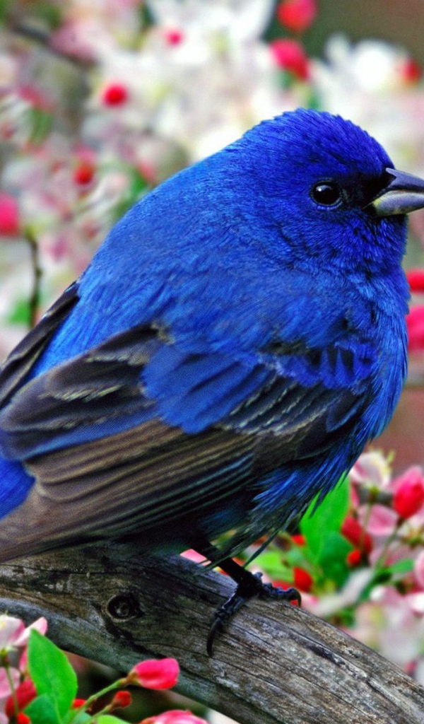 Синяя птица с черными крыльями