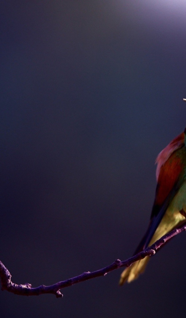 Яркий щурок сидит на ветке