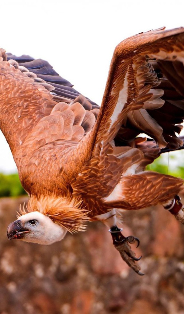 Коричневый падальщик с кольцами на лапах
