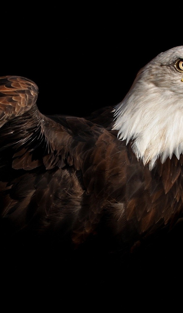 Коричневый орел на черном фоне