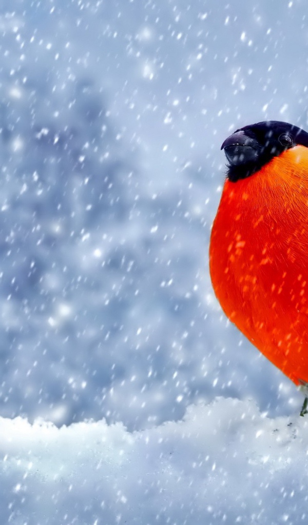 Снегирь с оранжевой грудкой