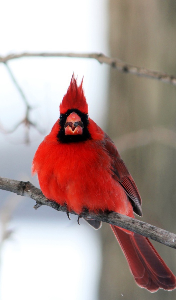 Птица красный кардинал на ветке