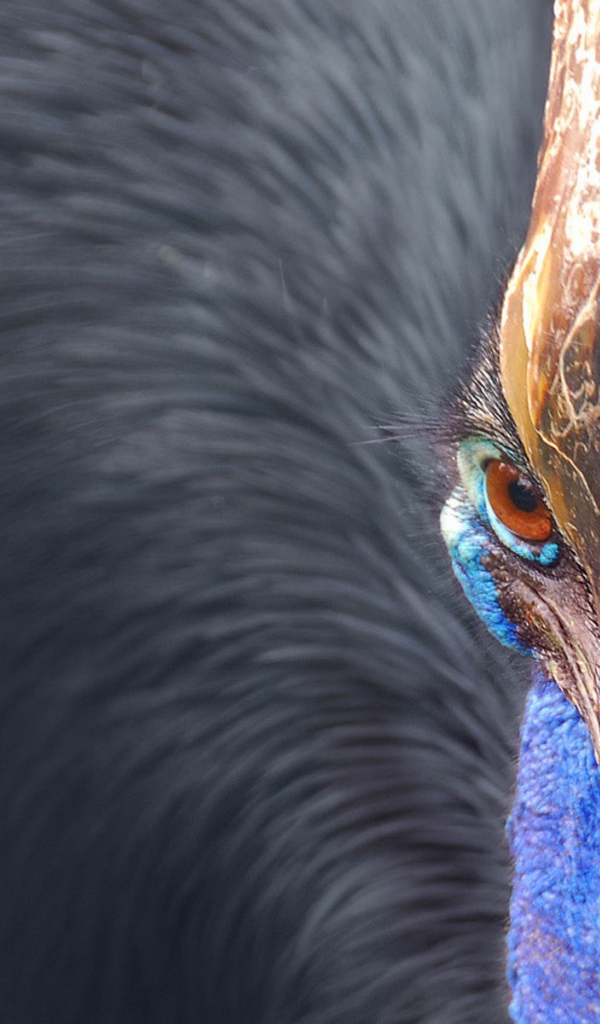 Птица казуар, Австралия