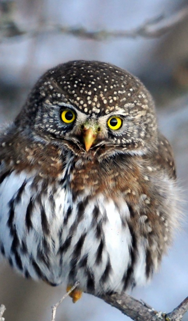 Очаровательная сова на ветке