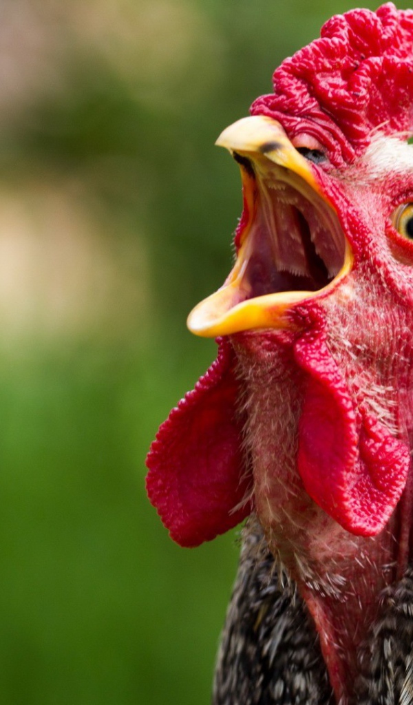 Курица с открытым клювом