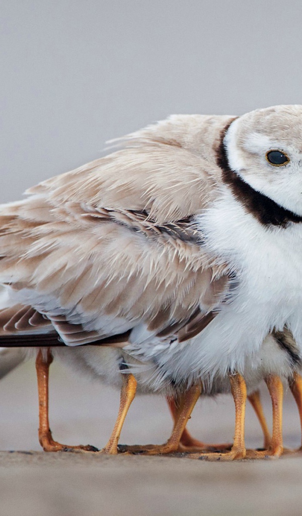 Птенцы спрятались под крылом у мамы