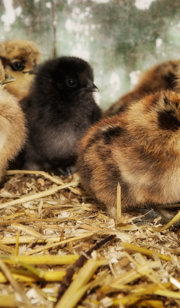 Птенцы на древесных опилках