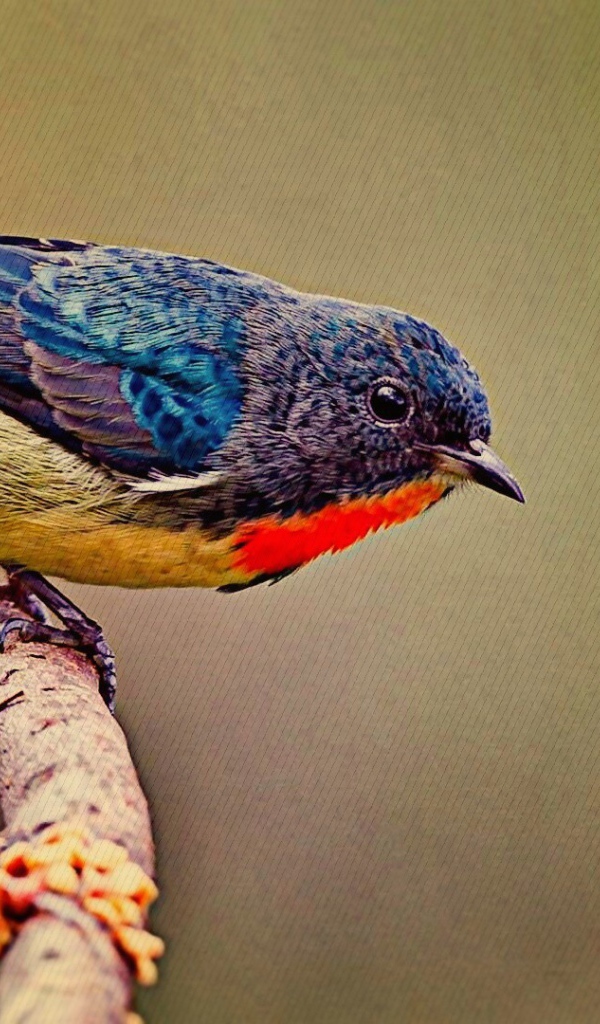 Красочная птичка на ветке