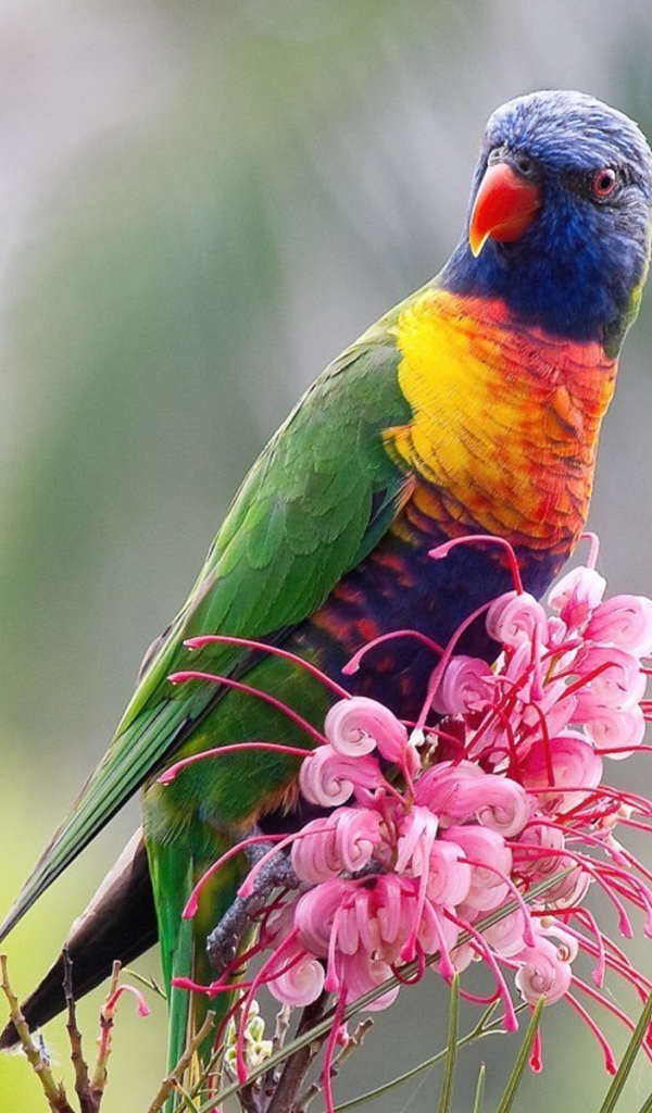 Красочный попугай сидит на розовом цветке