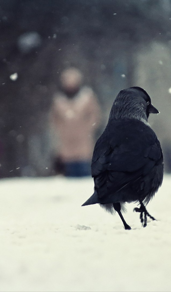 Вороны на снегу