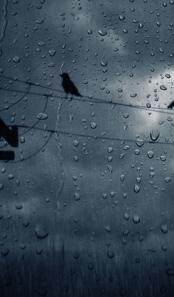 Вороны на проводах во время дождя