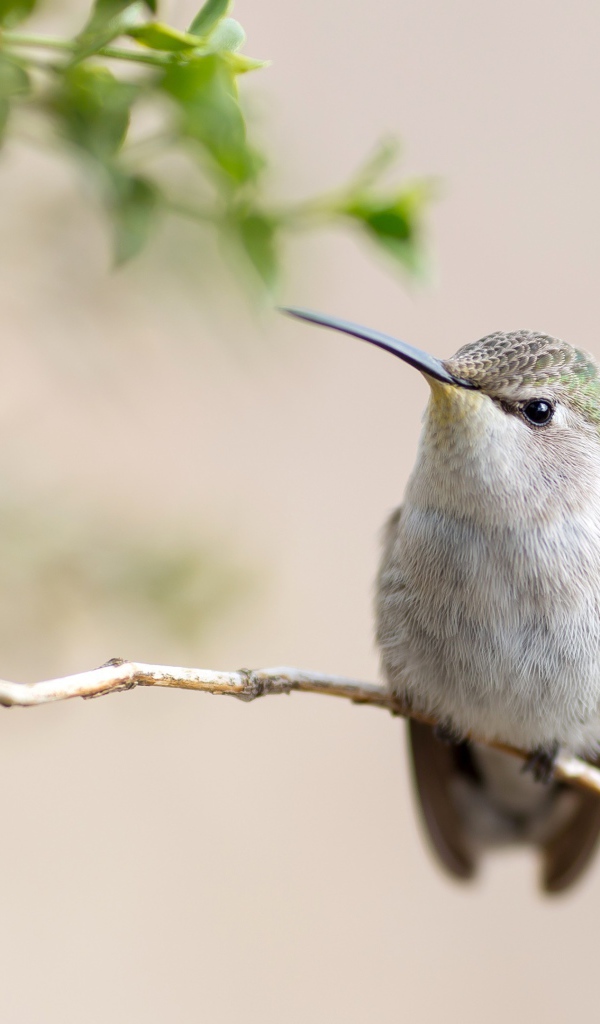 Милая серая колибри на ветке