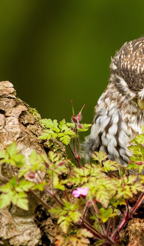 Милая хмурая сова
