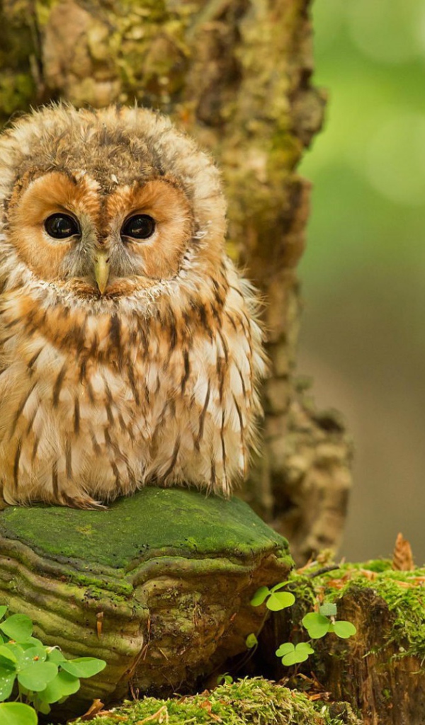 Милая сова на камне