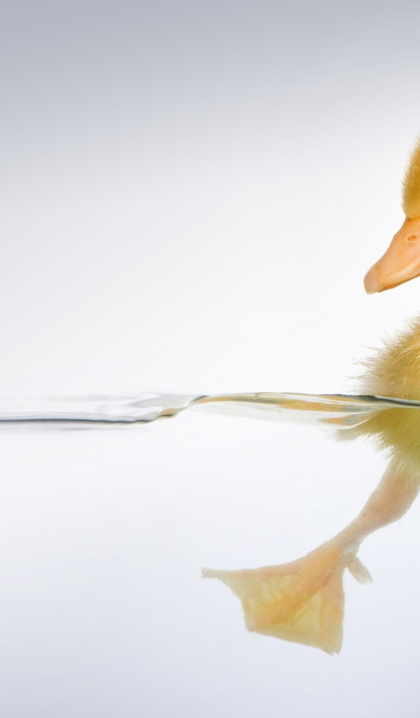 Утенок в прозрачной воде