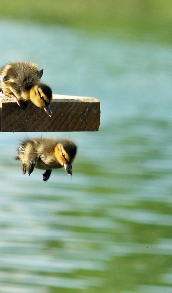 Утята учатся плавать