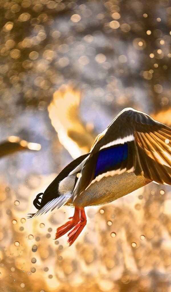 Утки взлетают с поверхности воды