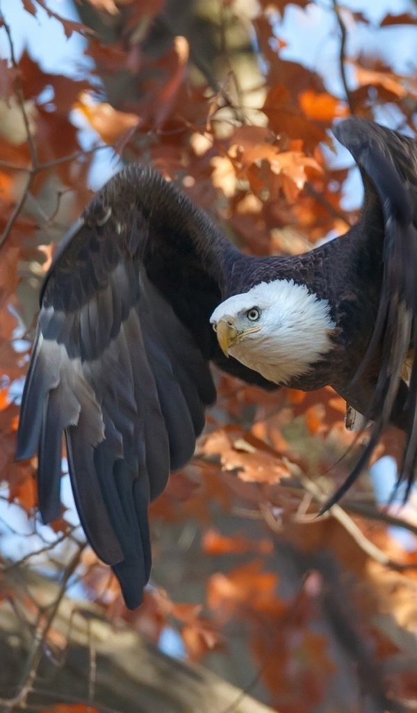 Орел в осеннем лесу